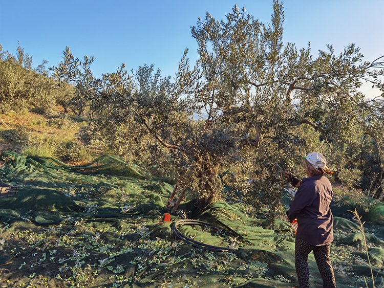 Olive harvesting