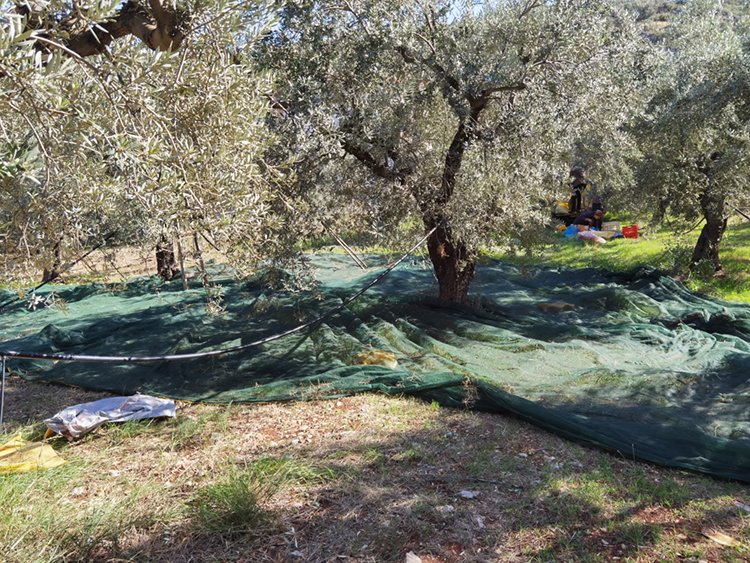 Olive harvesting