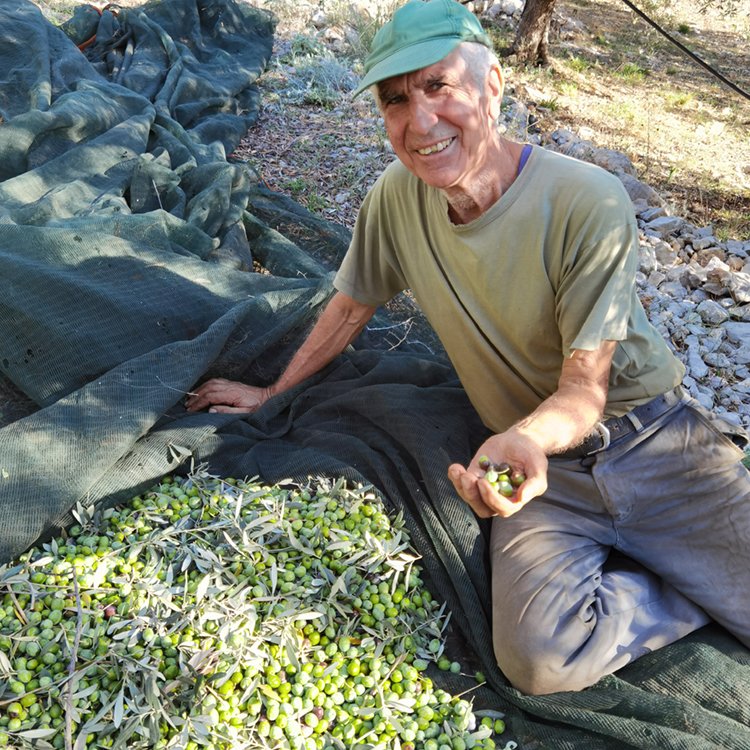 Olive harvesting