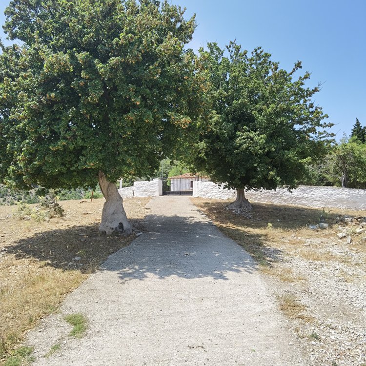 Ζάβιτσα