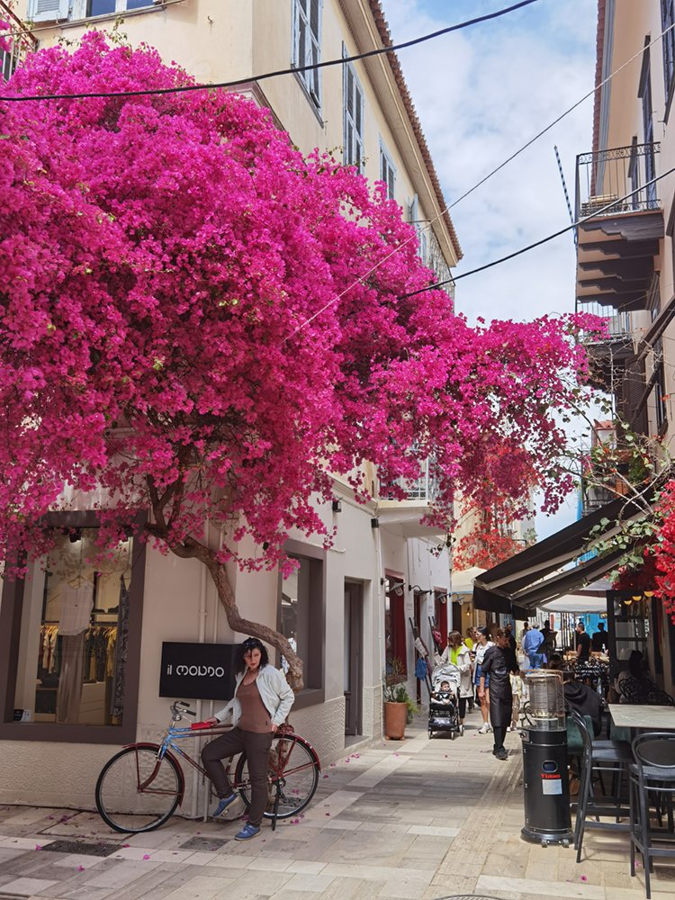 Bougainvillea
